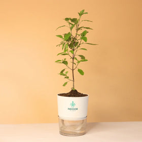 Tulsi Plant With Self Watering Pot